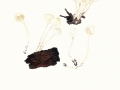 Hemimycena cucullata (Pers.:Fr.) Singer , Gipsweißer Scheinhelmling