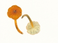 Hygrocybe conica (Schaeff.:Fr.) Kumm. , Kegeliger Saftling , Schwärzender Saftling