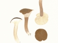 Hygrophorus camarophyllus (Alb. & Schwein:Fr.) Dumée, Grandjean & Maire , Graubrauner Schneckling