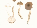 Hygrophorus olivaceoalbus (Fr.:Fr.) Fr. , Natternstieliger Schneckling