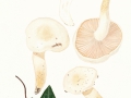 Hygrophorus penarius Fr. var. penarius , Trockener Schneckling