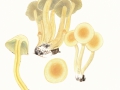 Hypholoma fasciculare (Huds.:Fr.) Kumm. var. fasciculare , Grünblättriger  Schwefelkopf