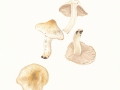 Inocybe fraudans (Britz.) Sacc. var. fraudans, Birnen-Risspilz