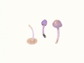 Inocybe lilacina (Peck) Kauffmann , Lilaseidiger Risspilz