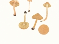 Inocybe posterula (Britz.) Sacc. , Falber Risspilz