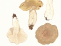 Lactarius blennius (Fr.) Fr. , Graugrüner Milchling