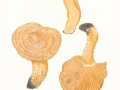 Lactarius deliciosus  (L.:Fr.) Gray , Edelreizker , Echter Kiefern-Reizker
