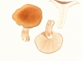 Lactarius fulvissimus Romagn. , Orangefuchsiger Milchling