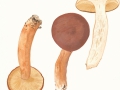 Lactarius rufus (Scop.:Fr.) Fr. , Rotbrauner Milchling