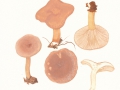 Lactarius subdulcis (Bull.:Fr.) Gray , Buchen-Milchling