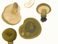 Lactarius turpis (Weinm.) Fr. , Olivbrauner Milchling