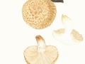 Lactarius turpis (Weinm.) Fr. , Olivbrauner Milchling