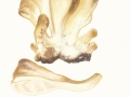 Meripilus giganteus (Pers.:Fr.) Karst. , Riesenporling