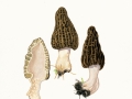 Morchella conica Pers. , Spitz-Morchel
