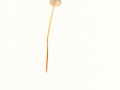 Mycena crocata  (Schrad.:Fr.) Kumm. , Gelbmilchender Helmling