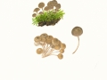 Mycena tintinabulum (Fr.) Quél. , Winterhelmling