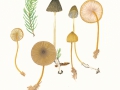 Mycena viridimarginata  Karst. , Grünschneidiger Helmling , NPH