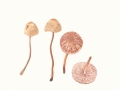 Mycena zephirus (Fr.) Kumm. , Rostfleckiger Helmling