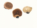 Peziza echinospora Karst. , Brauner Brandstellen-Becherling