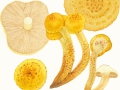 Pholiota aurivella (Batsch:Fr.) Kumm. , Goldfell-Schüppling