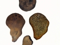 Pisolithus arhizus (Scop.) Rauschert , Erbsen-Streuling