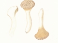 Pleurotus eryngii (DC.:Fr.) Gill. , Brauner Kräuter-Seitling