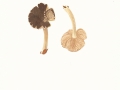 Pluteus diettrichii  Bres. , Rissiger Dachpilz