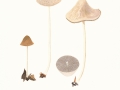 Psathyrella conopilus (Fr.) Pearson & Dennis , Huthaar-Faserling