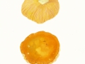 Russula aurea  Pers. , Gold-Täubling