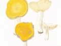 Russula claroflava  Grove , Gelber Graustiel-Täubling , Chromgelber Täubling , NPH