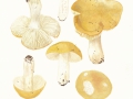 Russula ochroleuca  Pers. , Ockergelber Täubling , Zitronen-Täubling