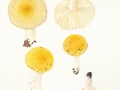 Russula solaris Ferd. & Winge , Sonnen-Täubling
