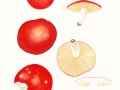 Russula velenowsky Melzer & Zvára , Ziegelroter Täubling