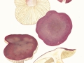 Russula xerampelina (Schaeff.) Fr. , Herings-Täubling , Roter Herings-Täubling
