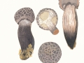 Strobilomyces strobilaceus (Scop.:Fr.) Berk. , Strubbelkopf , Strubbelkopf-Röhrling