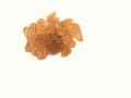 Tremella foliacea Pers,, Blattartiger Zitterling