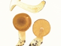 Tricholomopsis rutilans (Schaeff.:Fr.) Sing. , Rötlicher Holz-Ritterling