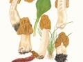 Verpa bohemica (Krombh.) J.Schröt. var. bohemica, Böhmische Verpel