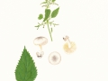 Volvariella pusilla (Pers.:Fr.) Sing. , Kleinster Scheidling