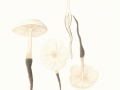 Xerula radicata (Relhan:Fr.) Dörfelt var. alba Dörfelt , Schleimiger Wurzelrübling , Gemeiner Wurzelrübling (albinotische Form)