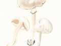 Agaricus sylvicola (Vittad.) Peck , Dünnfleischiger Anis-Egerling