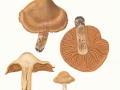 Cortinarius (Tel.) bovinus Fr. , Dickfüßiger Nadelwald-Gürtelfuß