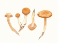 Cortinarius (Tel.)  duracinus Fr. , Wurzelnder Wasserkopf