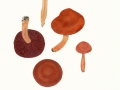 Cortinarius (Derm.) purpureus (Bull. ex Pers.:Fr.) Fuck. , Purpurroter Hautkopf