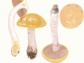Cortinarius (Phleg.) turmalis Fr. , Rasiger Schleimkopf