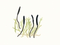 Geoglossum umbratile Sacc. , Schwarze Erdzunge