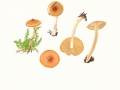 Hygrophorus discioideus (Pers.:Fr.) Fr. , Braunscheibiger Schneckling
