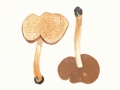 Inocybe bongardii var. bongardii (Weinm.) Quél. , Duftender Risspilz