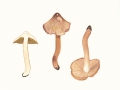 Inocybe fraudans (Britz.) Sacc. , Birnen-Risspilz