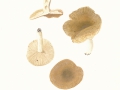 Russula pectinatoides  Peck , Kratzender Kamm-Täubling , Widerlicher Täubling